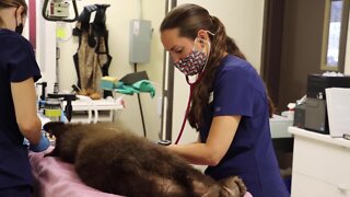 Ramona Wildlife Center prepares 3 orphaned bear cubs for new life