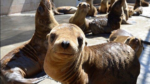 Sea Lion Rescue