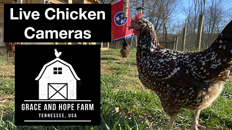Live Chicken Cameras from Tennessee | New Chicks and Goslings