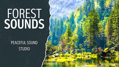 Forest Sounds For Studying With Forest Lake Landscape | Bird Singing and Cricket Sound Relaxing