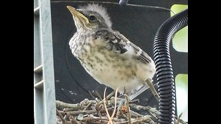 Mockingbird Fledgling baby birds' final day in the nest before leaving.