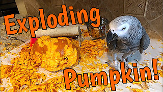 Time lapse captures parrot's demolition of pumpkin