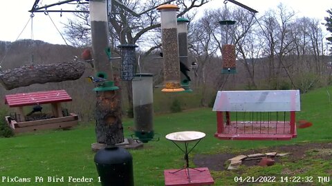 Yellow-throated warbler on tube feeder (second visit) - PA Bird Feeder 1 - 4/21/2022