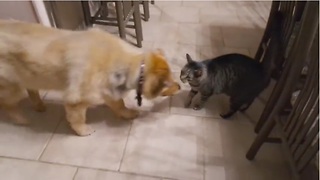 Cat's Emotional Reaction To Being Reunited With Blind Dog Is Amazing