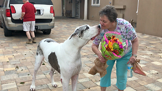 Max the Great Dane helps Grandma bring in Birthday Flowers