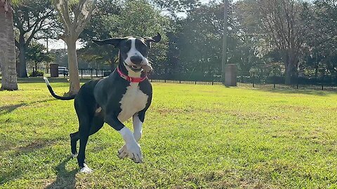 Great Dane Runs Zoomies With Her Squeaky Squirrel