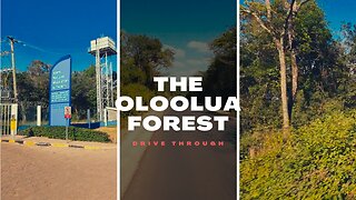 A Serene Drive Through Oloolua Forest, Nairobi