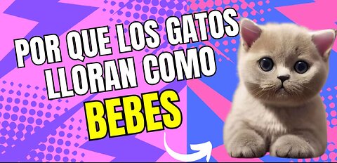 ¿Por que los gatos lloran como bebes?