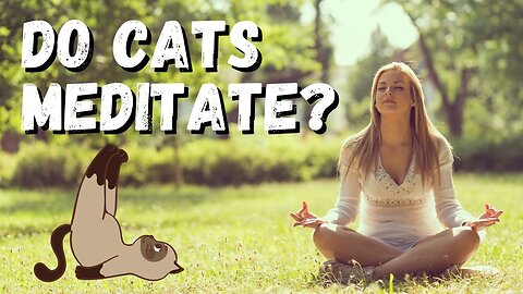 Meditation 101 - Lets Chat Cats and Other Meditation Things.