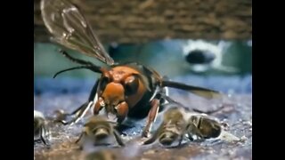 Bees kill hornet with heat