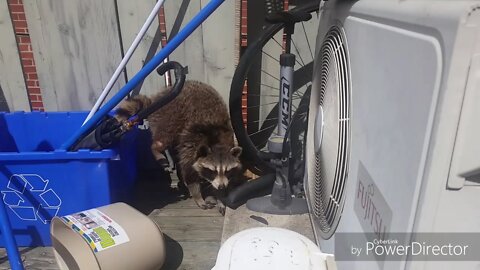 Chillin Trashpanda tdot mascot