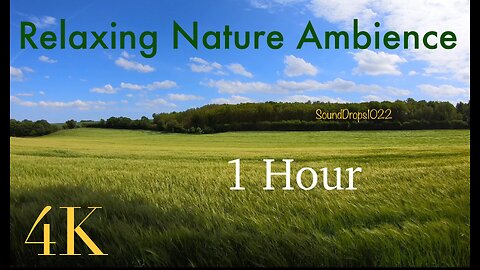 1 Hour of Peace: Grass Field Ambience