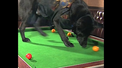 Dog Plays Pool