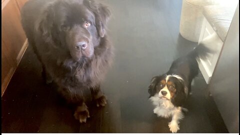 Newfie and Cavalier are pros at getting treats