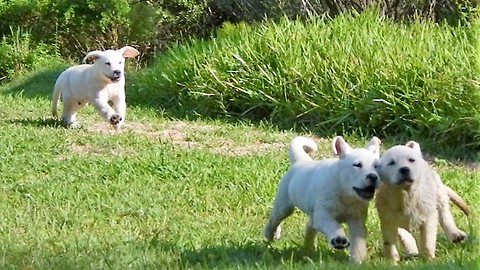 Labrador puppies learn to swim