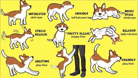 How to Understand Your Dog Better
