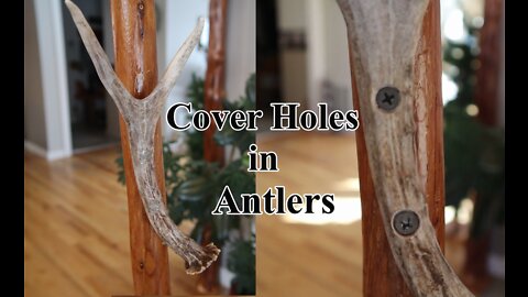 Easily patch holes in antlers & darken whitened antlers