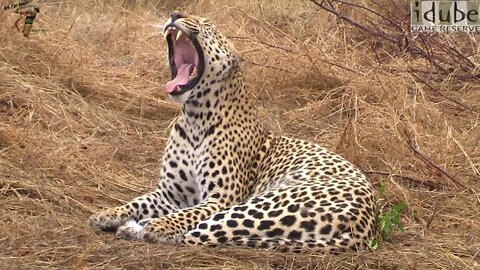Wet Leopard Shows His Fangs | African Wildlife Sightings