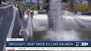 Drought and heat wave killing salmon