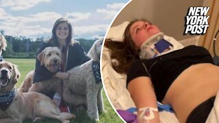 Woman left paralyzed after alleged attack at Pitbull concert