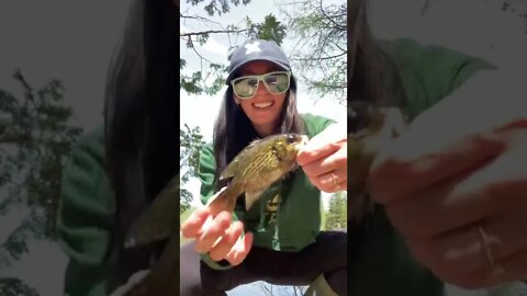 Catch and release the Rock Bass 🎣
