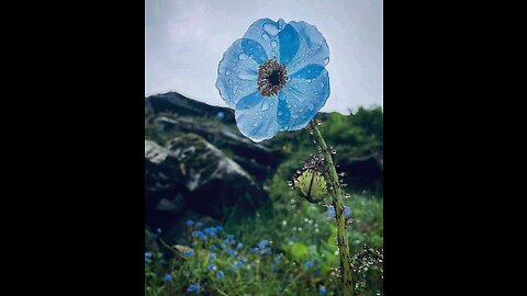 Bhutan Flower Tour - In search of the Yellow and Blue Poppies of Bhutan