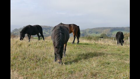 4K | Horses Eating Grass