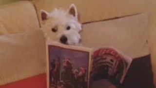 Informed Westie enjoys reading newspaper