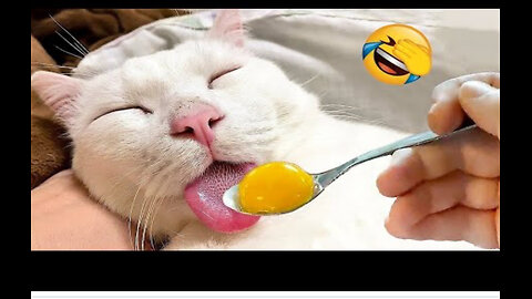 Funny animals😂 funny cat videos🐈🐱😹
