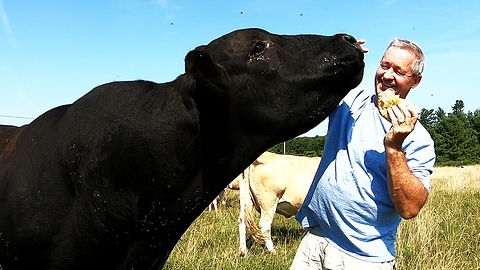 Black 2,000-Pound Bull Devours Entire Loaf Of Bread