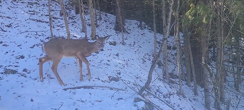 Injuried deer starting to heal