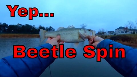 BFS - Cold Early Spring - Beetle Spin - 3lb Bass