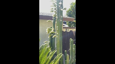 Mexican Fence Post Cactus Flower #flowers #cactus