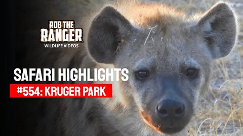 Safari Highlights #554: 22 & 23 August 2020 | Kruger National Park | Latest Wildlife Sightings
