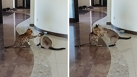 Bengal Cat fights Siamese Cat