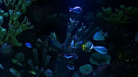 Aquarium gardens of fishes in instagram