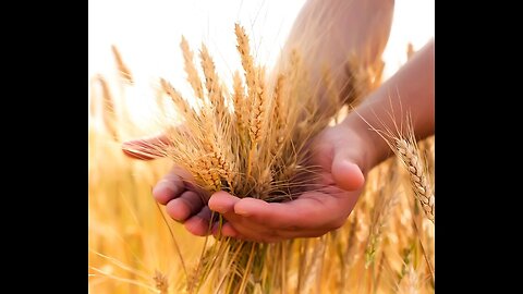 20230910 SIFTING THE WHEAT