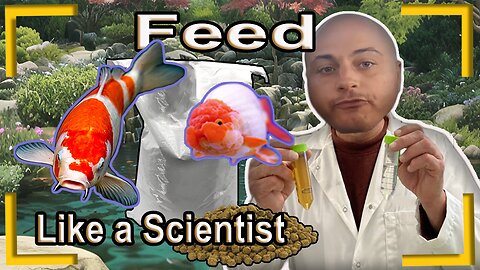 How to feed koi and goldfish like an expert