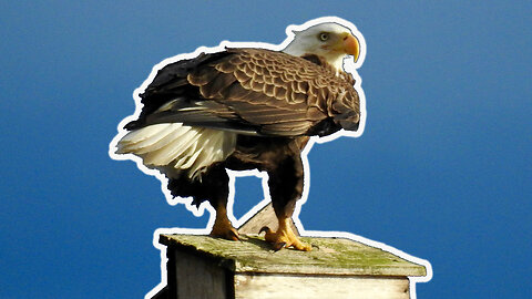 Central Florida Eagle CAM1 - Pepe & Muhlady! Now in 4K