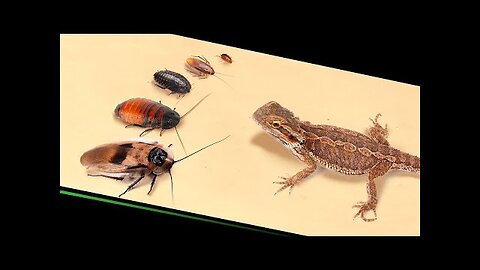 CAN A LIZARD EAT THE LARGEST COCKROACH_ 【LIVE FEEDING】