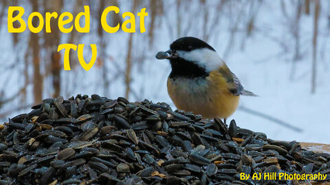 Bored Cat TV - 4K Video of Birds Feeding on Sunflower Seeds in the Forest, Part 1 (video para gatos)