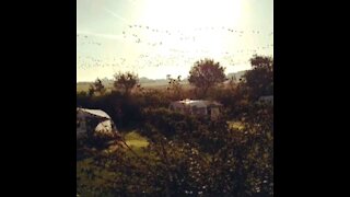 Geese flying over