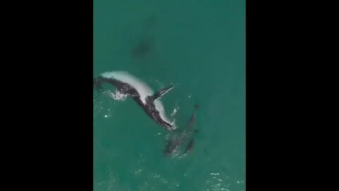 An incredibly beautiful footage of a hump back whale swimming and interacting with its cousins. 🐋🐬