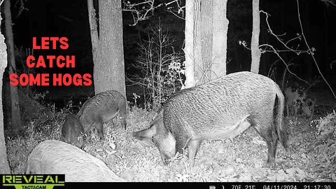 New Spot. New Hogs!!