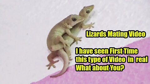 Lizard Mating Video i have Seen First time In my Life