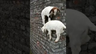 Wall Goats! Watch these Amazing Climbers! #shorts