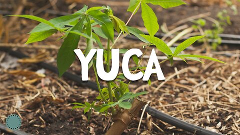 How to Grow ~ Yuca (Cassava)