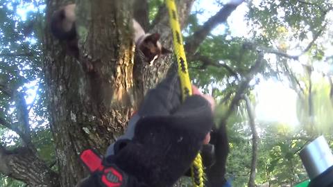Cat stuck in tree for two days gets heroic rescue
