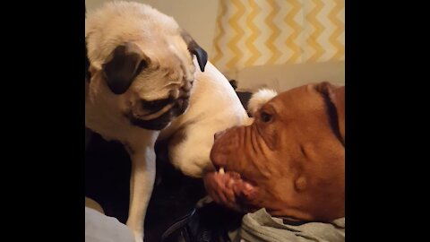 Pug vs Dogue Play Dog Fight