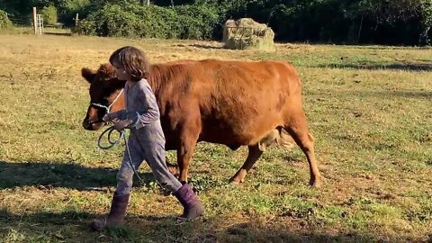 Irish Dexter Family Milk Cows: Prairie and her young trainer